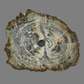 Large Petrified Wood Sink